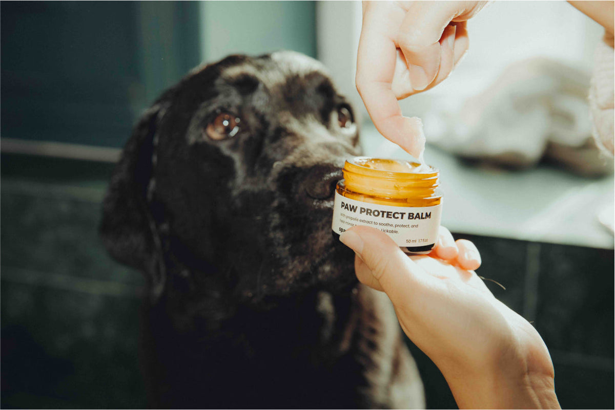 Paw Protect Balm 2 pack - för torra tassar och nosar